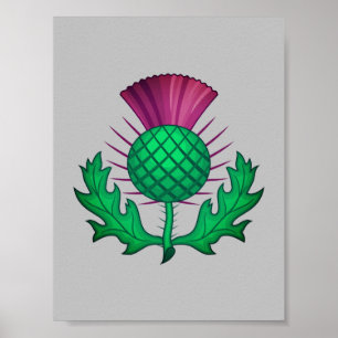 Affiche Scottish Thistle