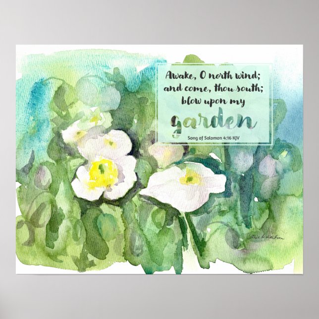 Affiche Scripture Song of Solomon White Poppies  (Devant)
