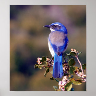Affiche Scrub Jay