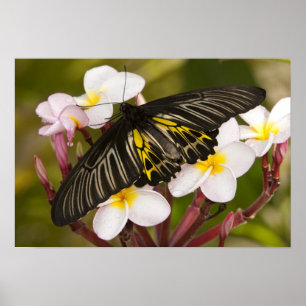 Affiche SE Asia, Thailand, Khon Kaen