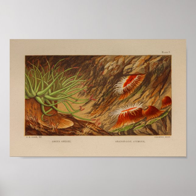 Affiche Sea Anemone Ocean Animaux Couleur Art Imprimer (Devant)