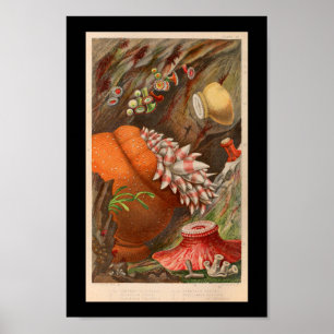 Affiche Sea Anemone Red Marine Life Imprimer