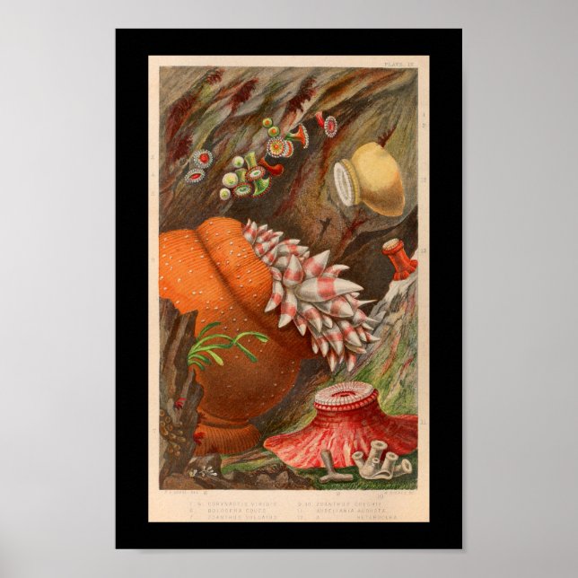Affiche Sea Anemone Red Marine Life Imprimer (Devant)