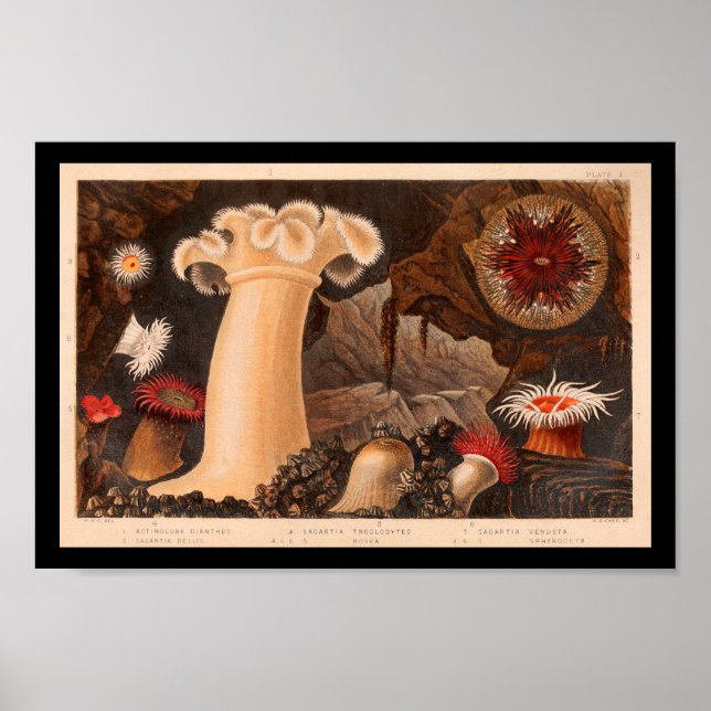 Affiche Sea Anemone Vintage Marine Life Art imprimer (Devant)