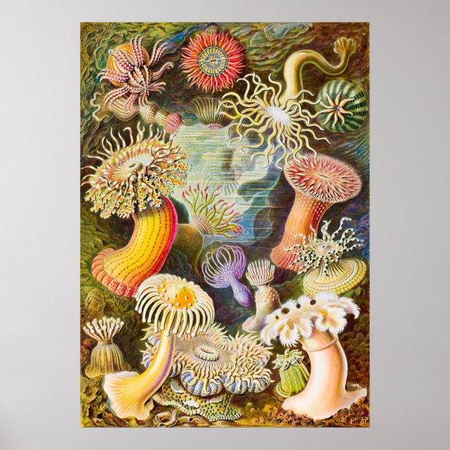 Affiche Sea Anemones, 1904 par Haeckel (Devant)