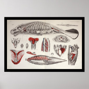 Affiche Sea Cow Manatee Marine Biology Anatomy Print
