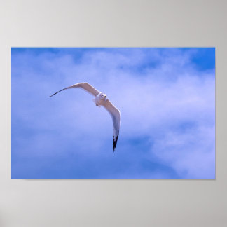 Affiche Sea gull in flight