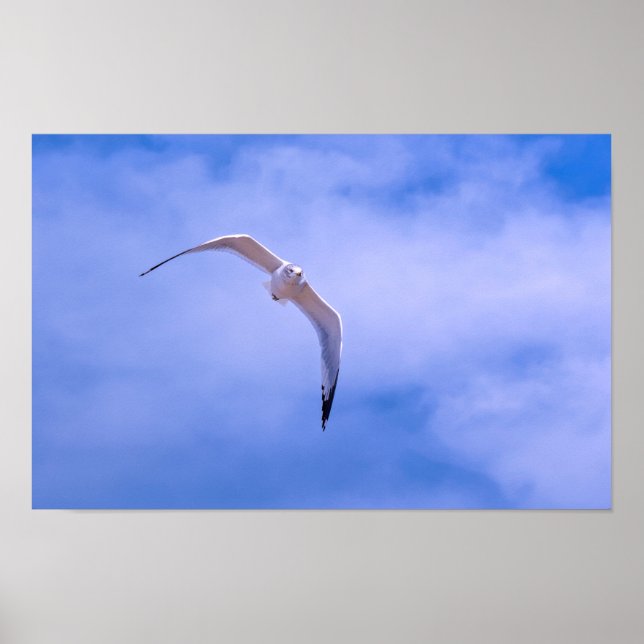 Affiche Sea gull in flight (Devant)
