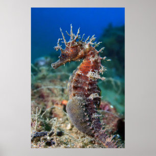 Affiche Sea Horse   Hippocampus Ramulosus