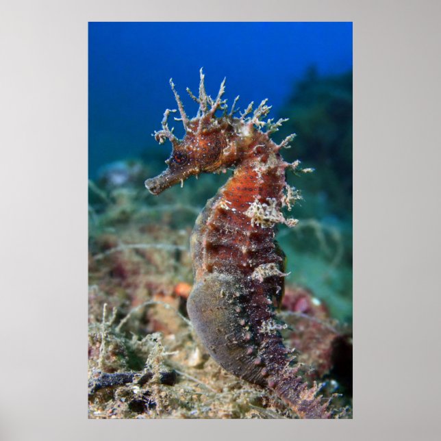 Affiche Sea Horse | Hippocampus Ramulosus (Devant)