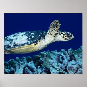 Affiche Sea Life - Tortue de mer