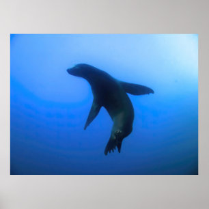 Affiche Sea Lion Pose