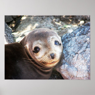 Affiche Sea lion pup, Isla Las Plazas, Galapagos