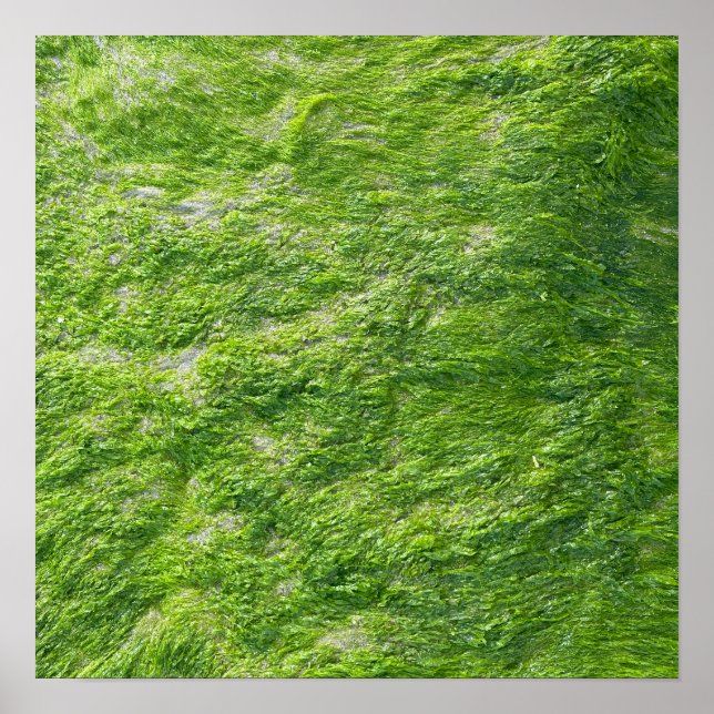 Affiche Sea Moss Green Nature Pittoresque Nautique Côtier  (Devant)