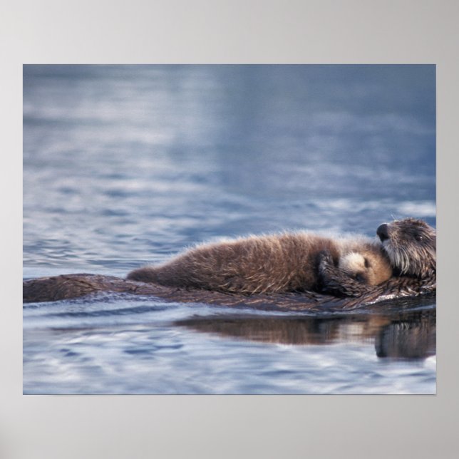 Affiche sea otter, Enhydra lutris lutris (Devant)