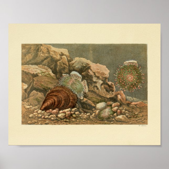 Affiche Sea Shell Marine Ocean Life Color Art (Devant)