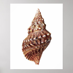 Affiche Sea Shell no 1 Beach Decor Art Imprimer