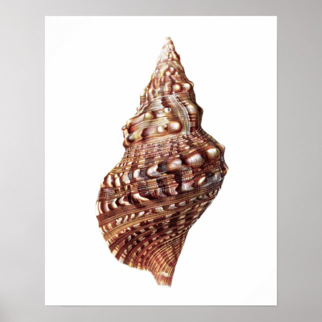 Affiche Sea Shell no 1 Beach Decor Art Imprimer (Devant)