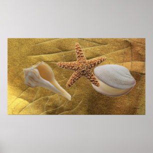 Affiche Sea Shells