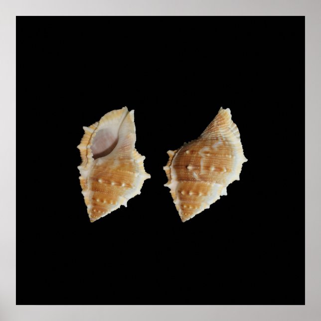 Affiche Sea Shells (Devant)