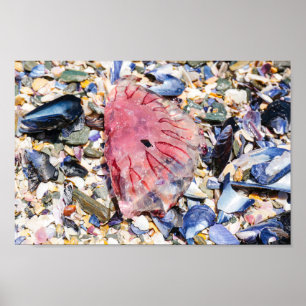 Affiche Sea Shells Jellyfish Ocean Beach Vue