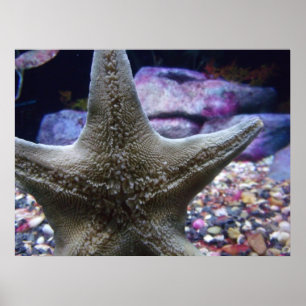 Affiche Sea Star