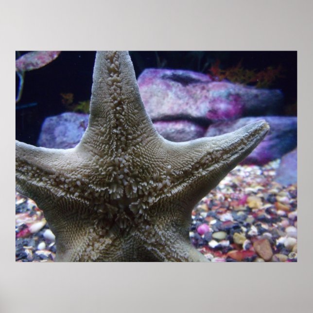 Affiche Sea Star (Devant)