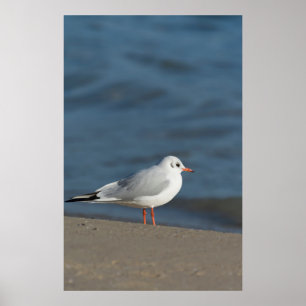 Affiche Seagull