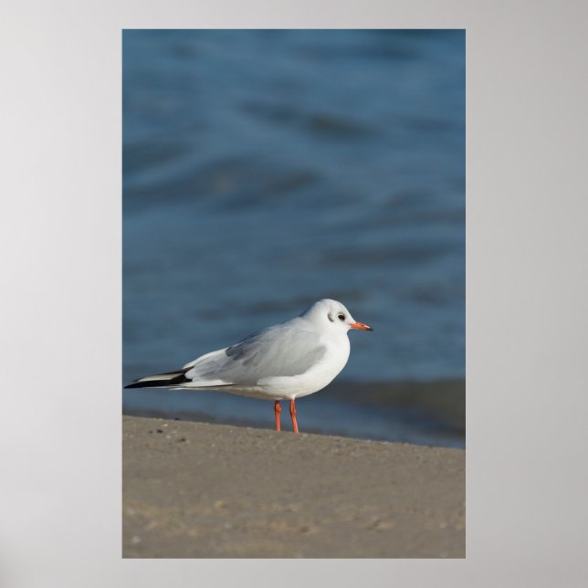 Affiche Seagull (Devant)
