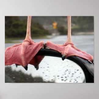 Affiche Seagull Feet