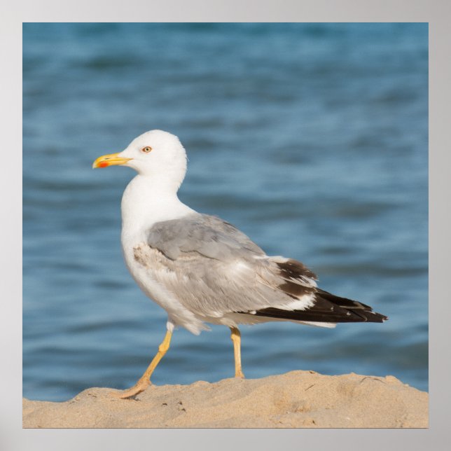 Affiche Seagull walking on the beach (Devant)