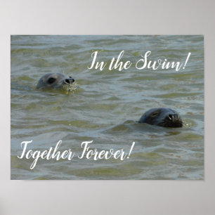 Affiche Seals In the Swim