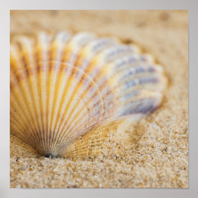 Affiche Seashell (Devant)