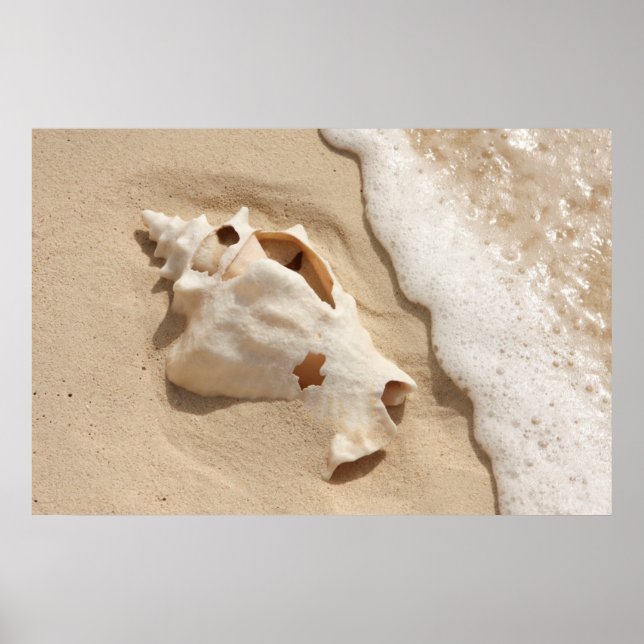 Affiche Seashell | Grand Turk Caribbean Island (Devant)