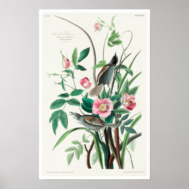 Affiche Seaside Finch par Audubon (Devant)