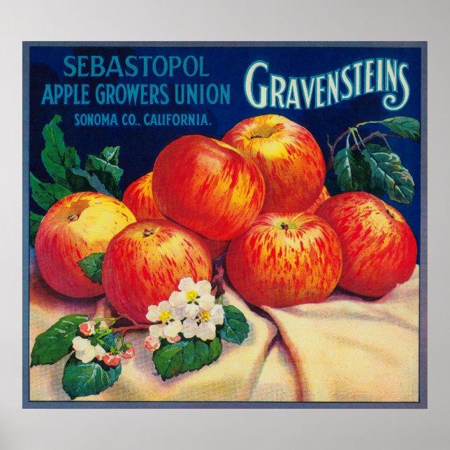 Affiche Sebastopol Gravensteins Apple LabelSonoma, CA (Devant)