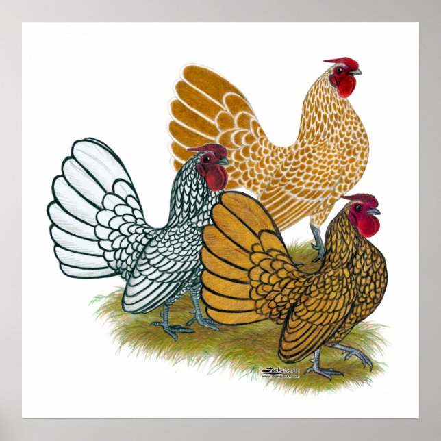 Affiche Sebright Rooster Assortment (Devant)