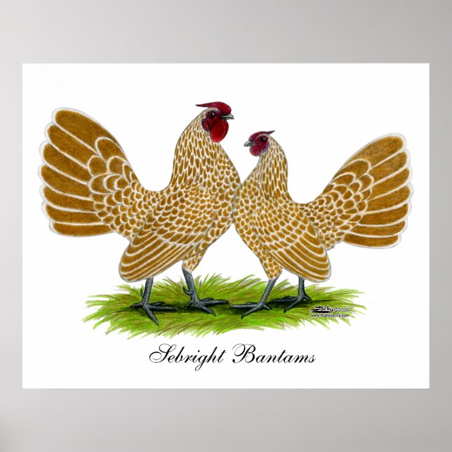 Affiche Sebrights Buff Laced (Devant)