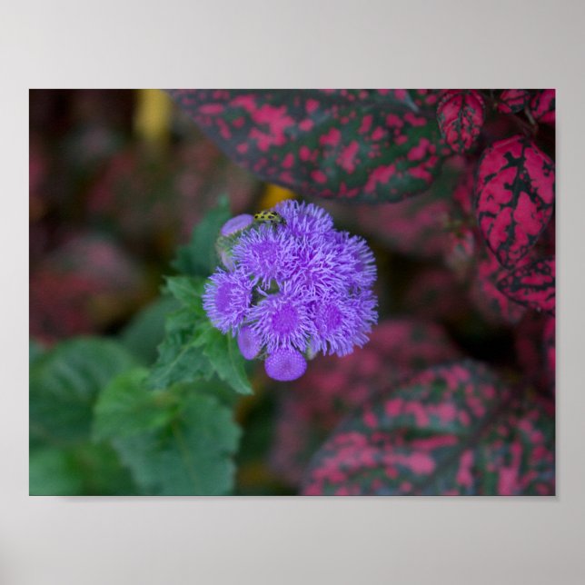 Affiche Secret Bug on a Secret Plant  (Devant)