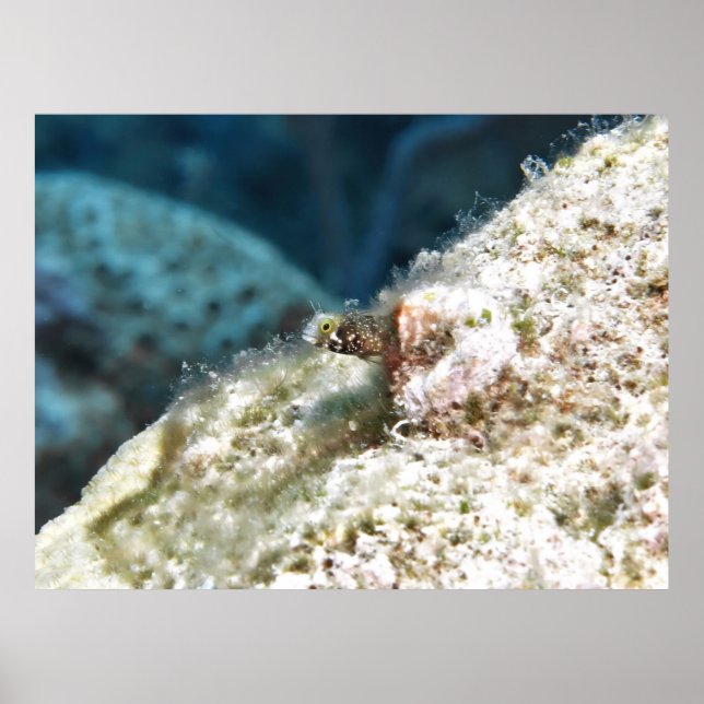 Affiche Secrétaire de Pékin Blenny (Devant)