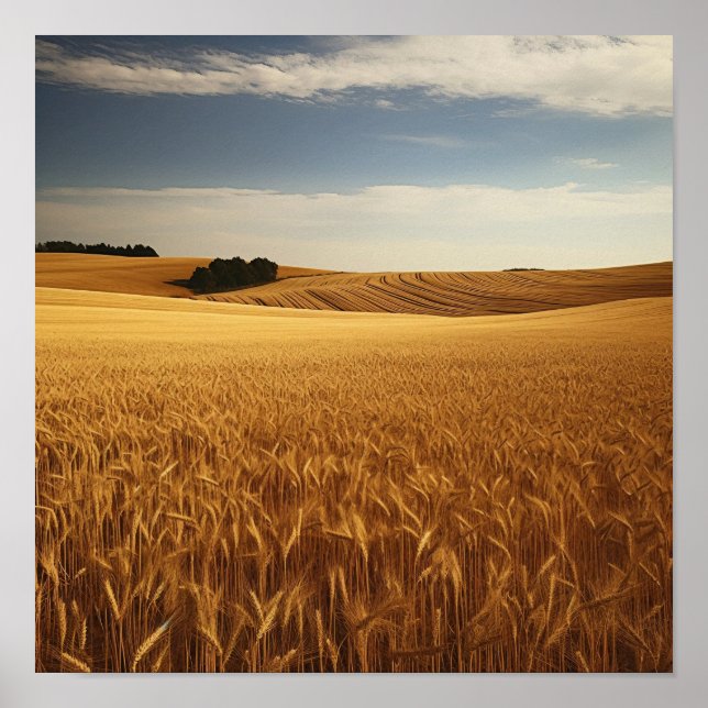Affiche Secteur du blé rural (Devant)