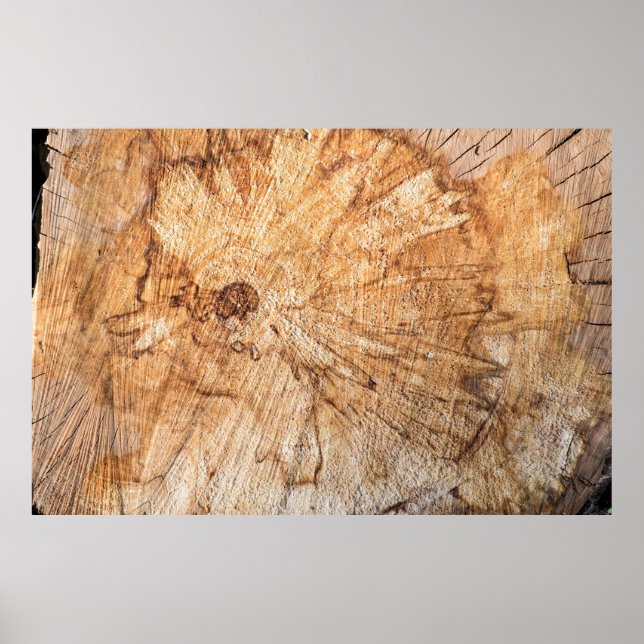 Affiche Section transversale du pommier (Malus)abstrait, b (Devant)