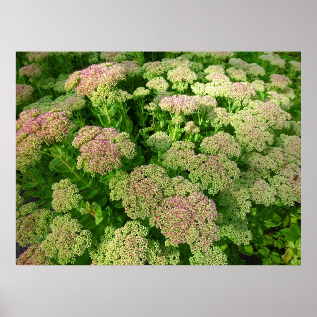 Affiche Sedum Automne Joy (Devant)