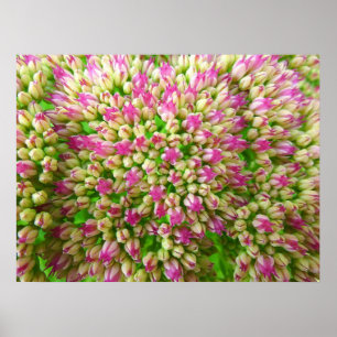 Affiche Sedum Automne Joy