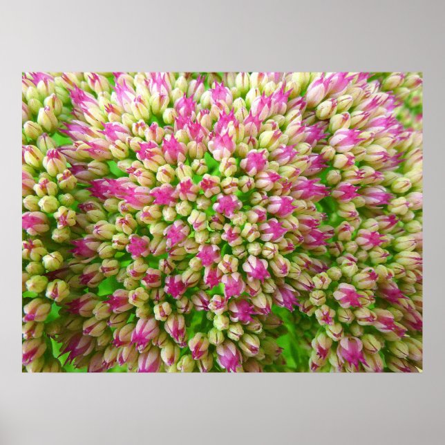 Affiche Sedum Automne Joy (Devant)