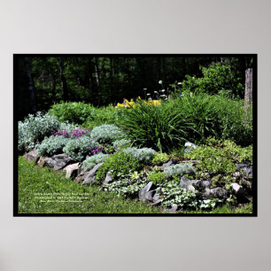 Affiche Sedum Silvers Pinks Rock Garden