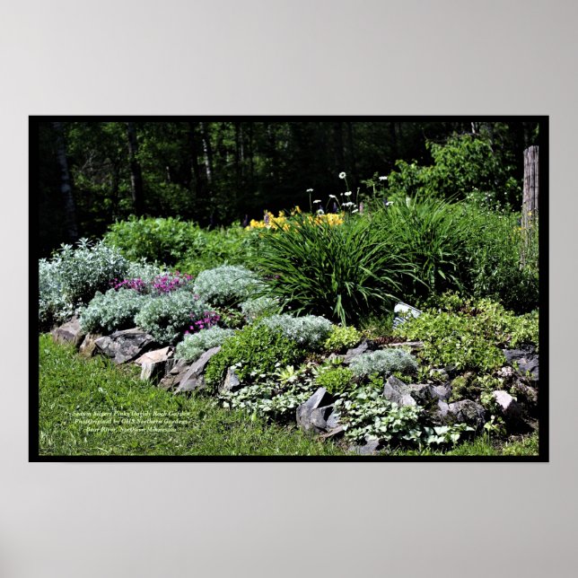 Affiche Sedum Silvers Pinks Rock Garden (Devant)