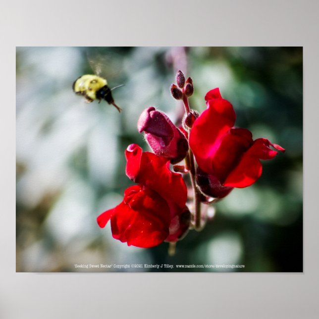 Affiche Seeking Sweet Nectar (Devant)