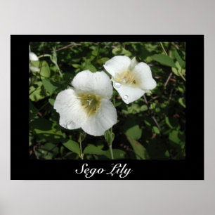 Affiche Sego Lily Print