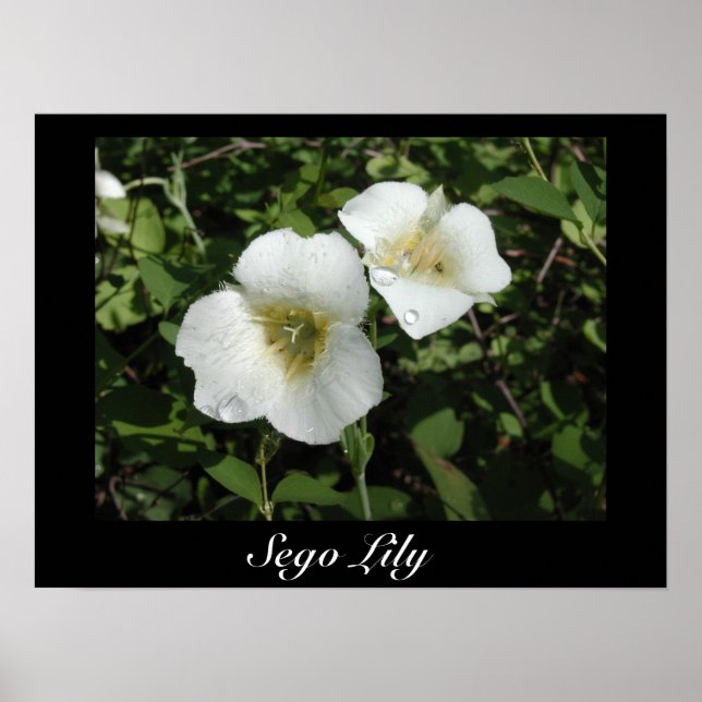 Affiche Sego Lily Print (Devant)